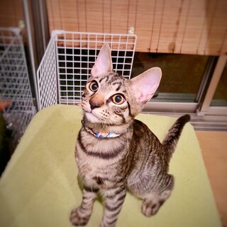 甘えん坊でかっこいいキジ君