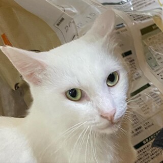 思いっきり甘えたい白猫.琥珀君に愛の手を！