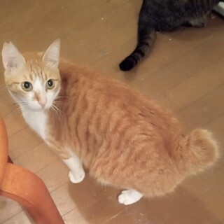 茶トラのイケメンくん♡さとしくん