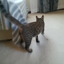 「トラビス保護日記9」サムネイル1