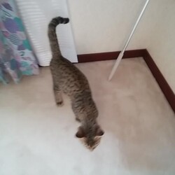 「トラビス保護日記9」サムネイル2