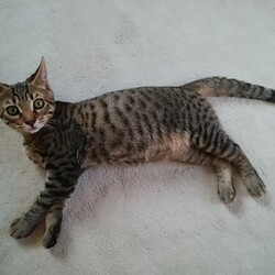 「トラビス保護日記9」サムネイル3