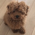 生後4ヶ月トイプードルの子犬