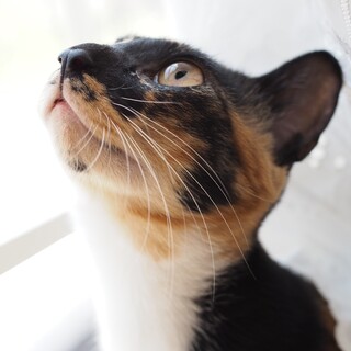 人間の言葉わかるもん♪メイちゃん