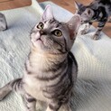 アメショ兄弟♂4♀2元気いっぱい可愛い盛りです！