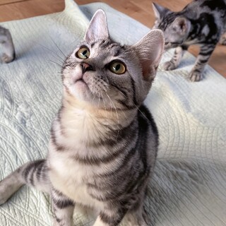 アメショ兄弟♂4♀2元気いっぱい可愛い盛りです！