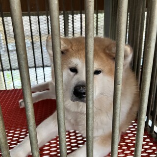 おっとりとした、可愛い秋田犬の女の子