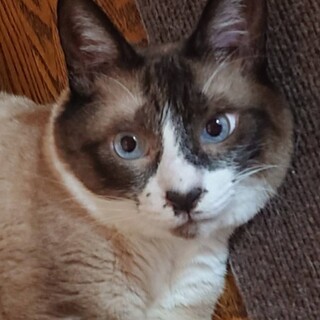 【茶白スノーシュー柄】サンタ