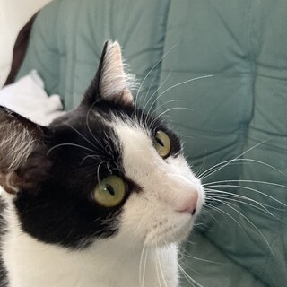 ハチワレ美猫のまるちゃん