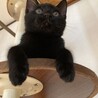 【急募】腕枕が好きな甘えん坊の黒猫くん！ サムネイル5