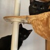 【急募】腕枕が好きな甘えん坊の黒猫くん！ サムネイル4
