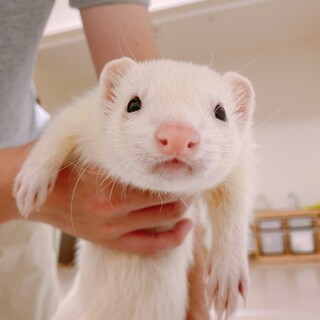 【里親さま決定しました】