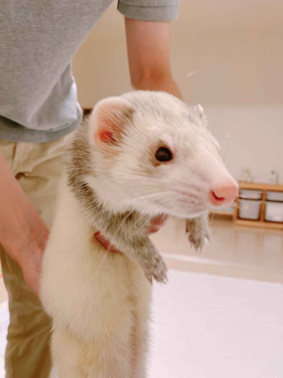 【里親さま決定しました】 サムネイル3