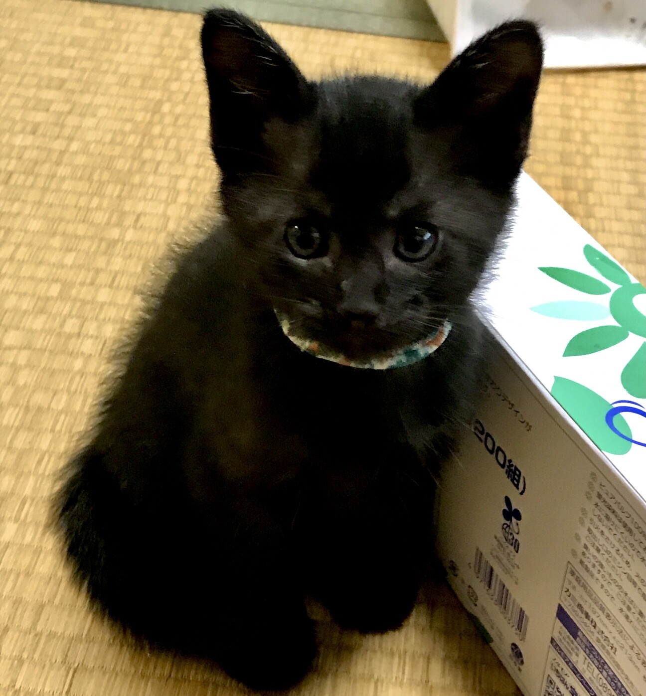 かわいいくろこねこのシューくん 大阪府 猫の里親募集 ペットのおうち 月間利用者150万人