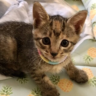たれ目がかわいいキジトラのミカ