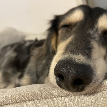 お昼寝中❤️