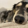 お昼寝中❤️