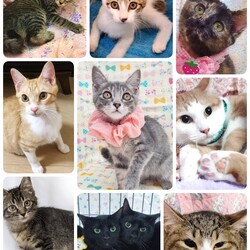 ねこざんまい譲渡会@東日本橋 サムネイル2