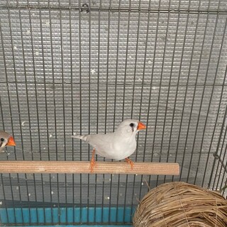 キンカチョウお譲りします