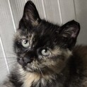超オットリでマイペースな癒し猫のあじぽんちゃん！