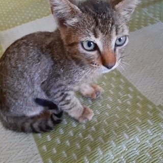 人が大好き！膝に乗ってきます 