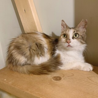 正直かわいすぎて✨✨お姫様のような三毛ちゃん