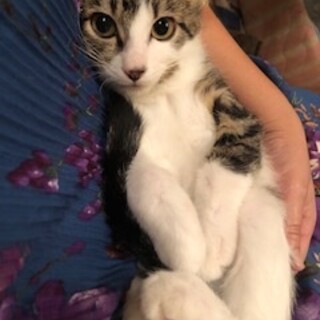 ビビりな甘えん坊ボーイのセイン！