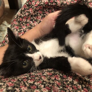 性格花丸の穏やか白黒子猫のセイヤ！