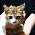 お目目が大きくとても可愛いチャチャ！