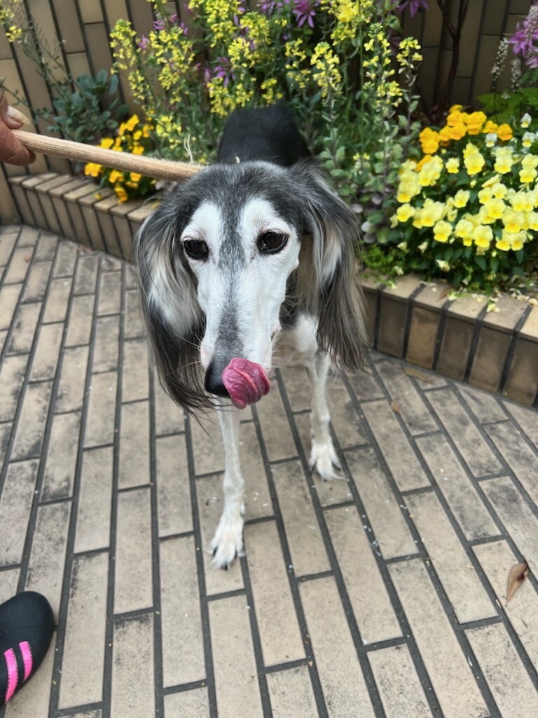 サルーキー 女の子 8歳くらい 大阪府 犬の里親募集 ペットのおうち 月間利用者150万人