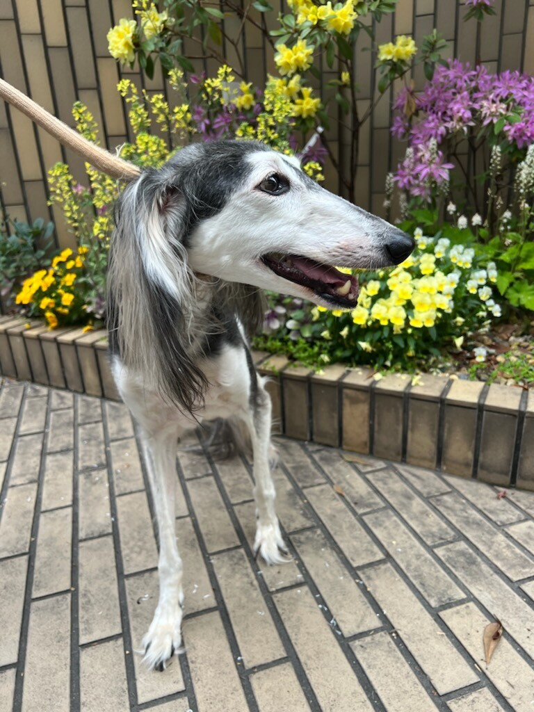 サルーキー 女の子 8歳くらい 大阪府 犬の里親募集 ペットのおうち 月間利用者150万人