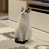 琥珀
