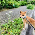 柴犬子犬募集