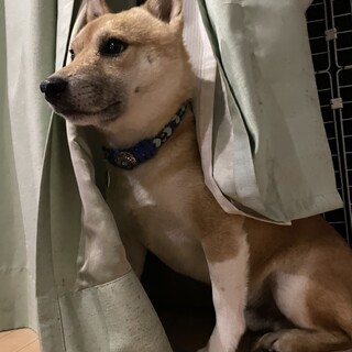 とことん優しくて個性的なあんずくん