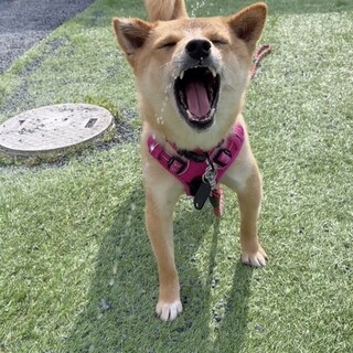 里親決定！かすみちゃん❤