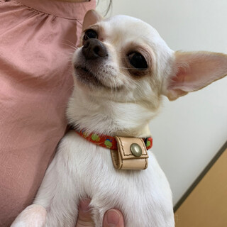 スムチーのふくちゃん 家族募集中