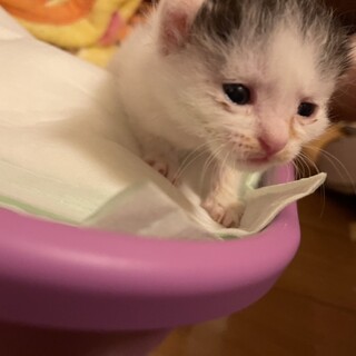 猫拾いました！