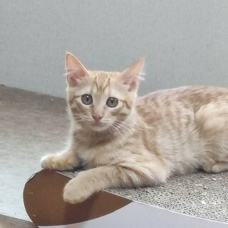 ふわふわの茶色毛が気持ちいい茶トラの女の子