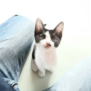 元気いっぱい黒白ハチワレ紬くん