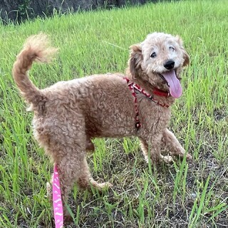 9歳！元気いっぱいエルさん