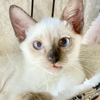 きれいなシャムミックスの男の子☆はれたくん☆