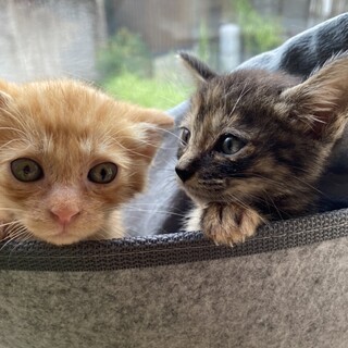 保護猫を迎えよう‼️♀️♀️