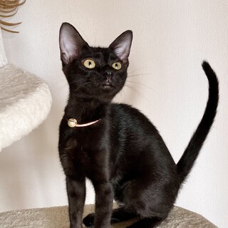 穏やかな性格、魅力的な黒猫の❤︎ひまりちゃん❤︎