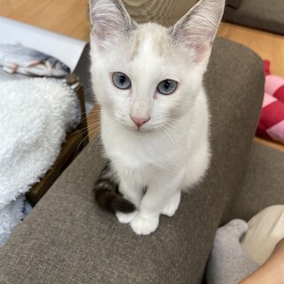 【三ヶ月♂】シャムミックス　トキ君