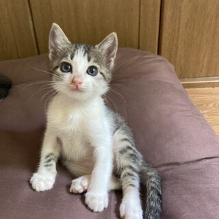 控えめで甘えんぼ♪シゲルくん