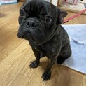 フレンチブルドッグのBOSSくん