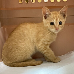 保護猫の譲渡会 サムネイル2