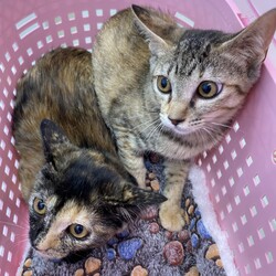 保護猫の譲渡会 サムネイル3