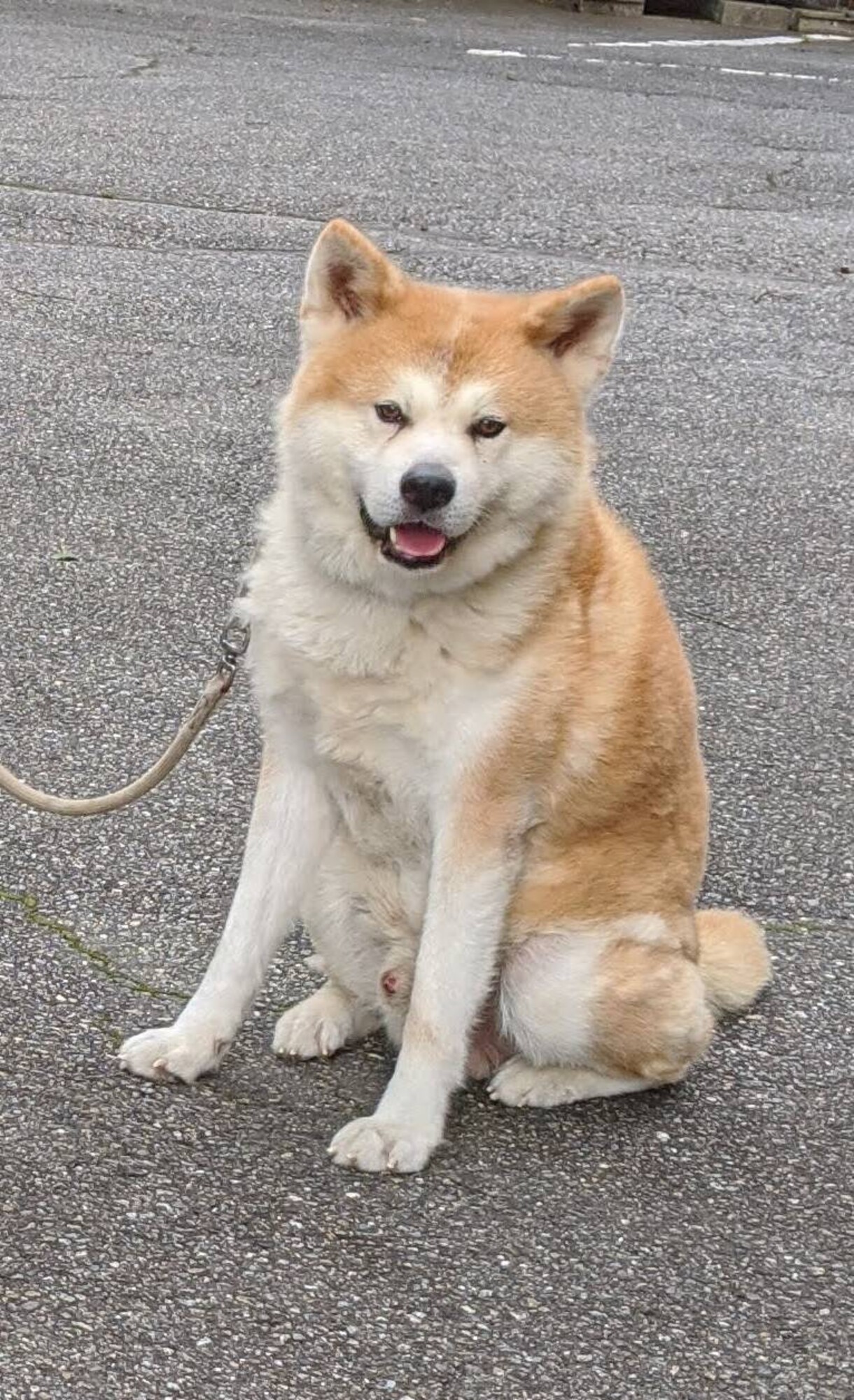 急募 秋田犬の男の子トミーくん 群馬県 犬の里親募集 ペットのおうち 月間利用者150万人 急募 秋田犬の男の子トミーくん 群馬県 犬の里親募集 ペットのおうち 月間利用者150万人