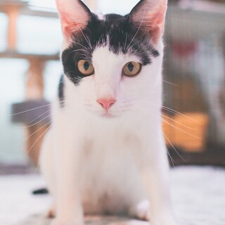 【とにかく甘えん坊】白黒ぶち1歳のポルトくん